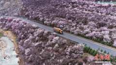 甘肃平凉铜城山谷解锁春日“桃”